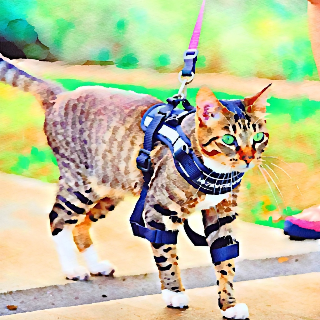 歩行補助ハーネスを着けた高齢猫