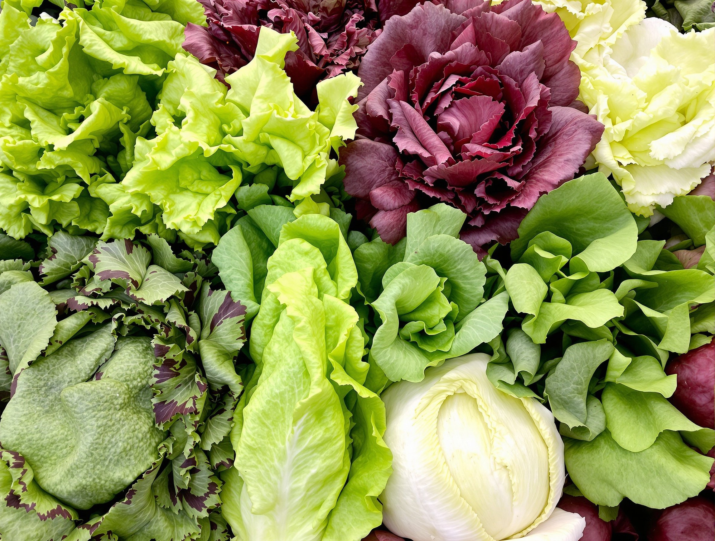 다양한 종류의 상추들이 함께 배치된 모습