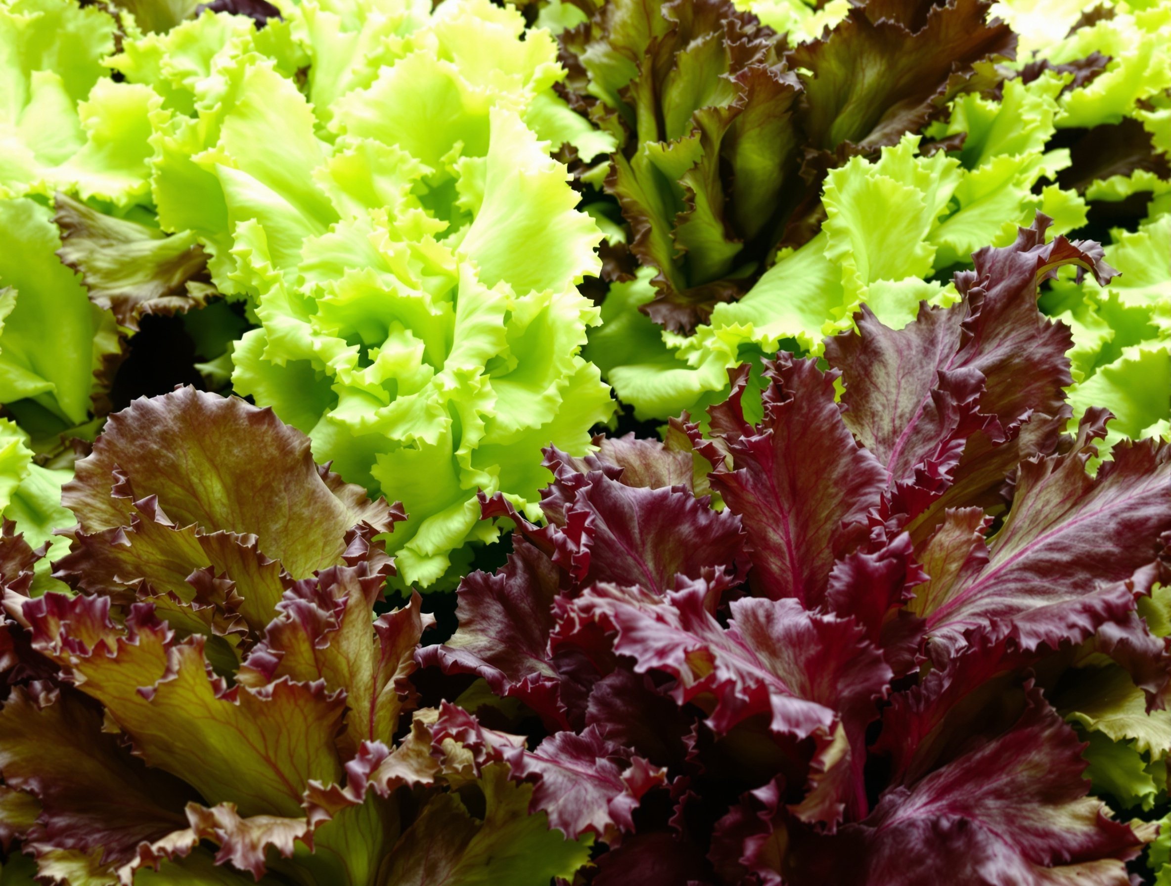 신선한 상추들이 정렬된 모습