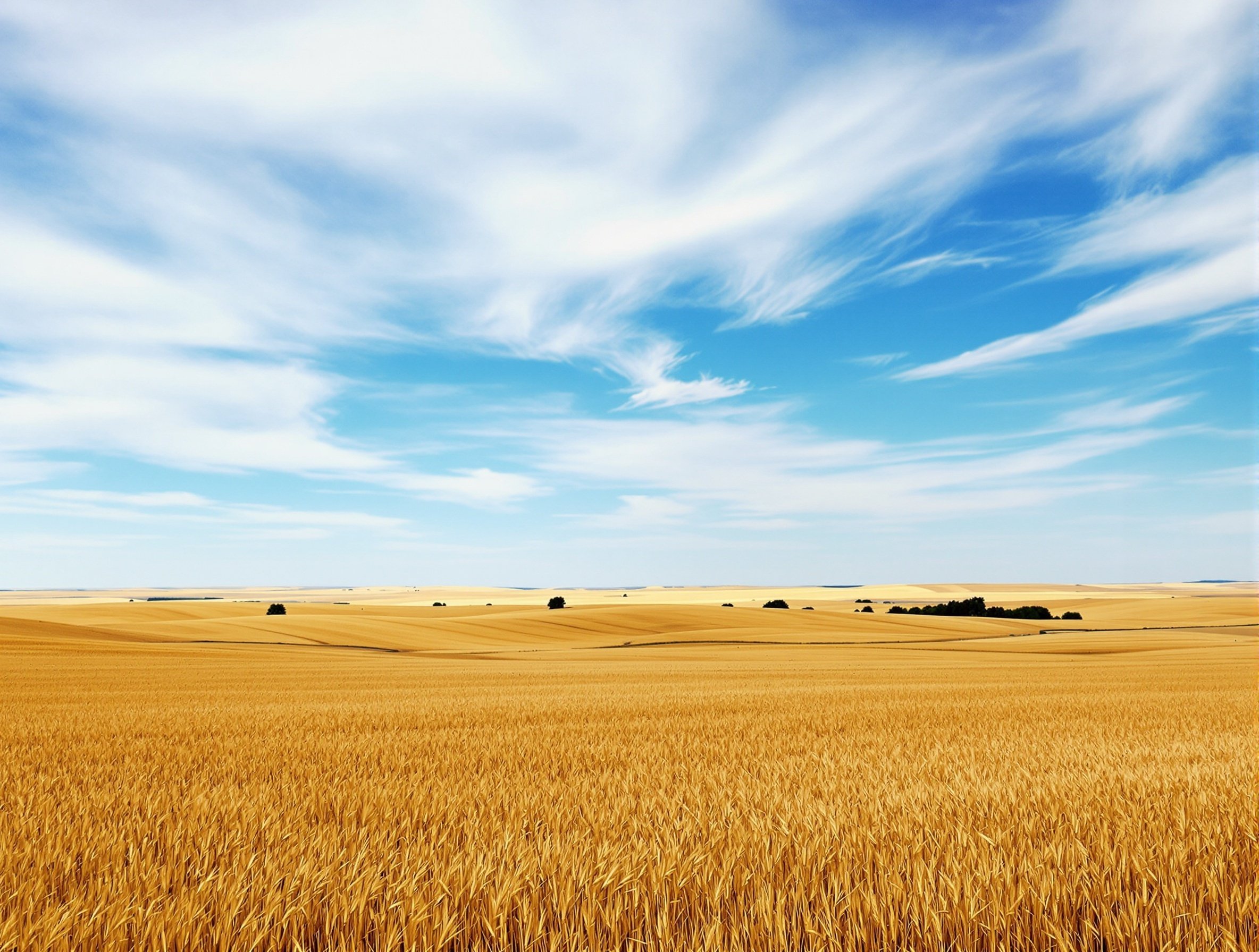 Prairie wheat fields under expansive sky