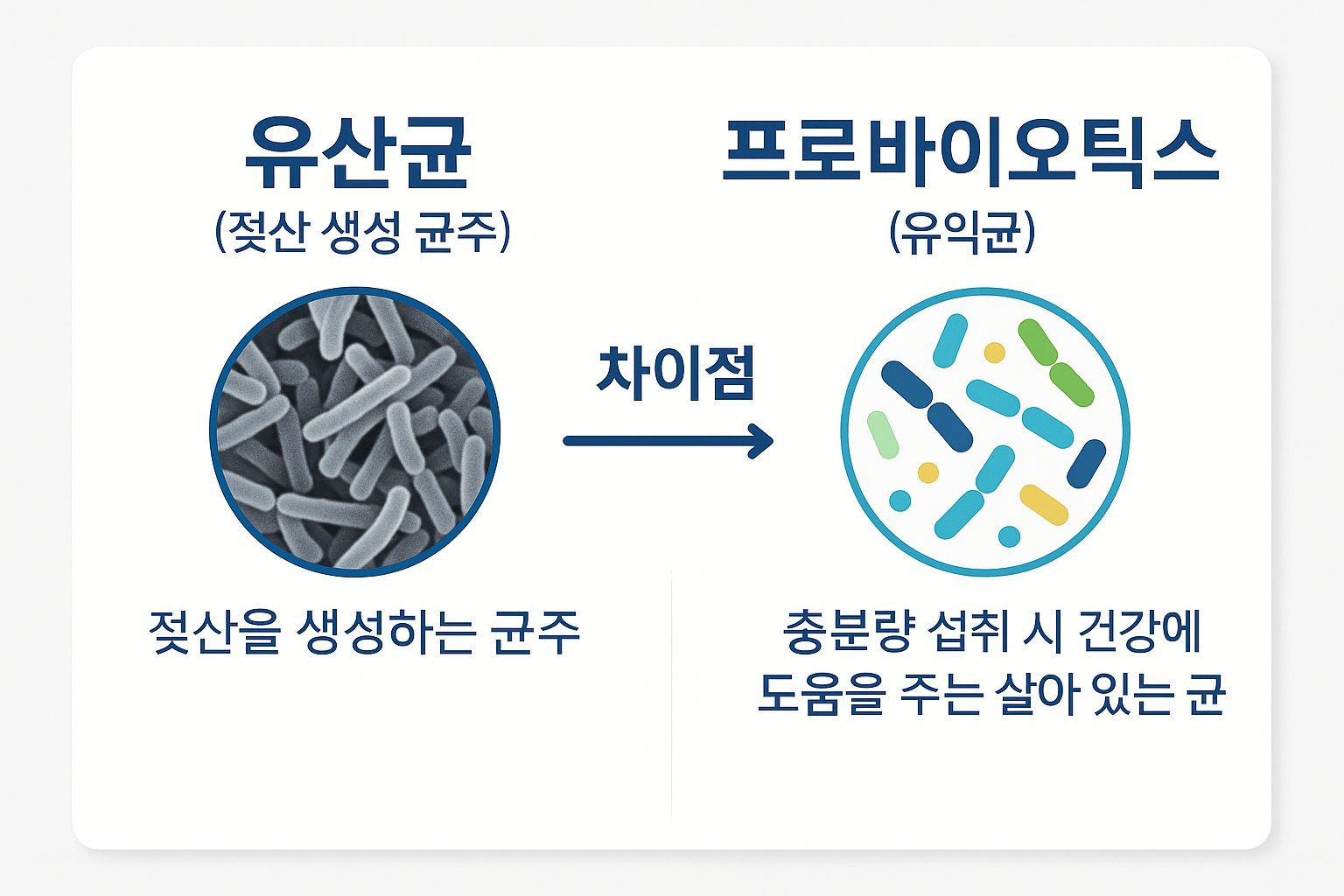 유산균과 프로바이오틱스 차이점 인포그래픽