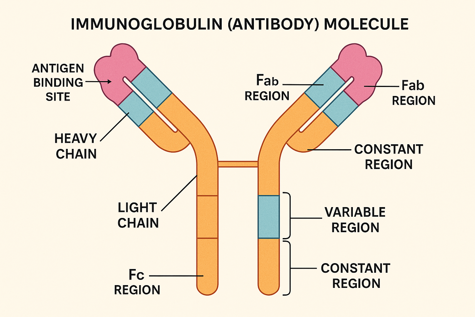 Detailed structure of immunoglobulin showing heavy chains, light chains, Fab and Fc regions