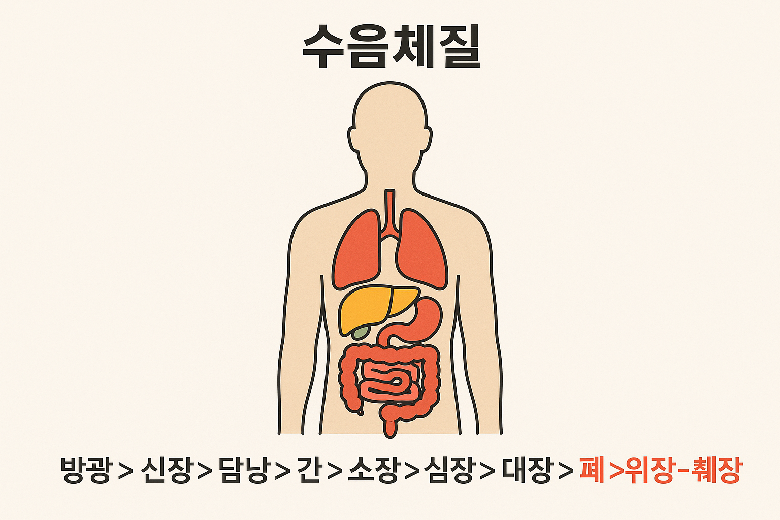 수음체질의 장기 구조 도표