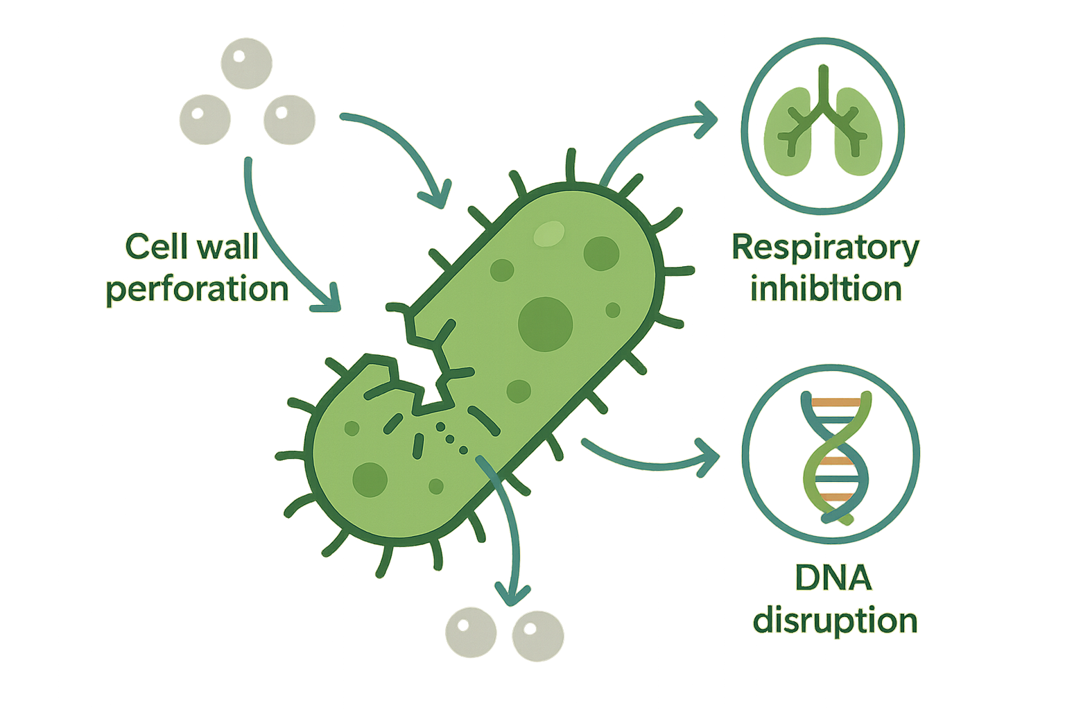 은의 항균 메커니즘