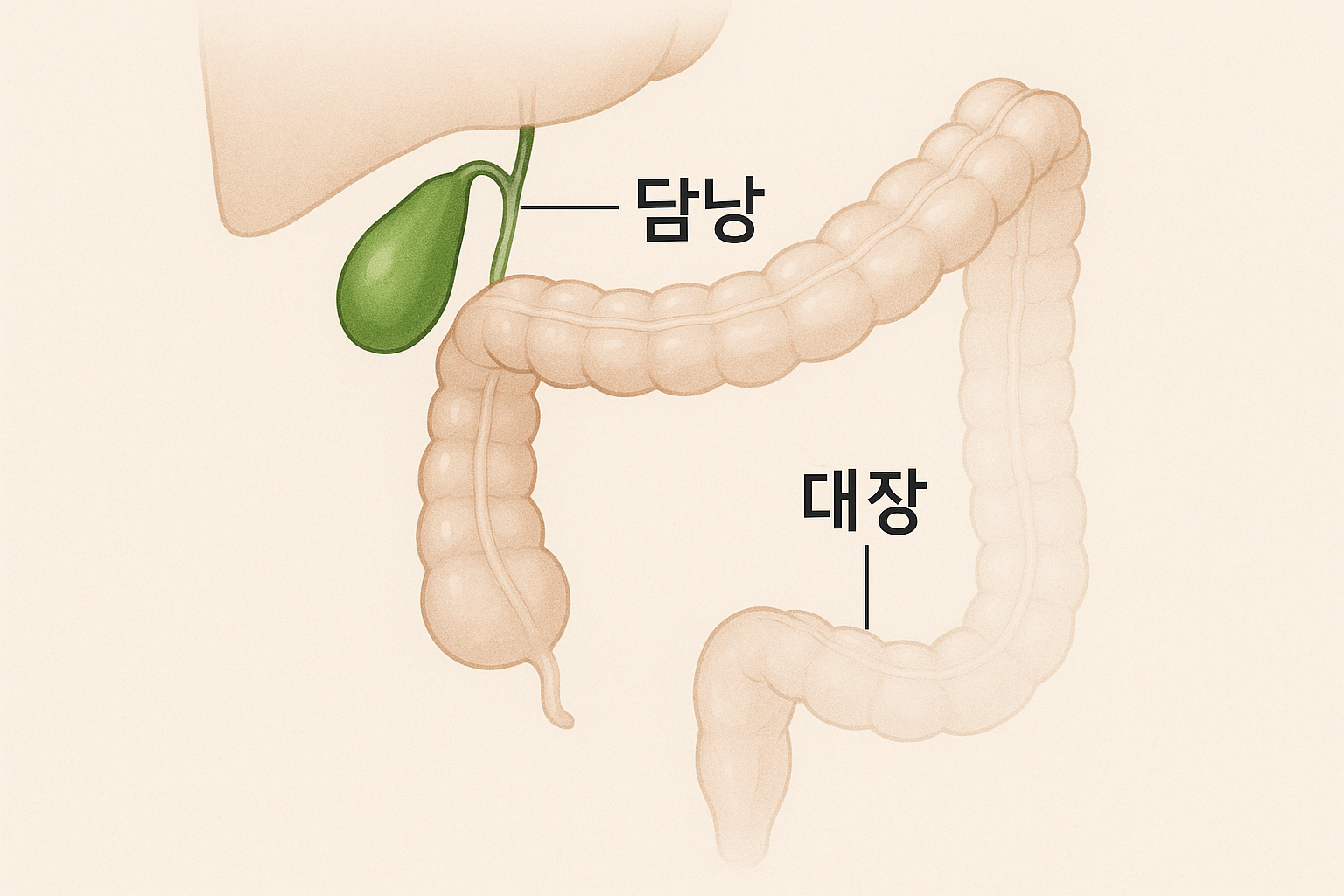 담낭과 대장의 길항 관계를 보여주는 해부학적 도표