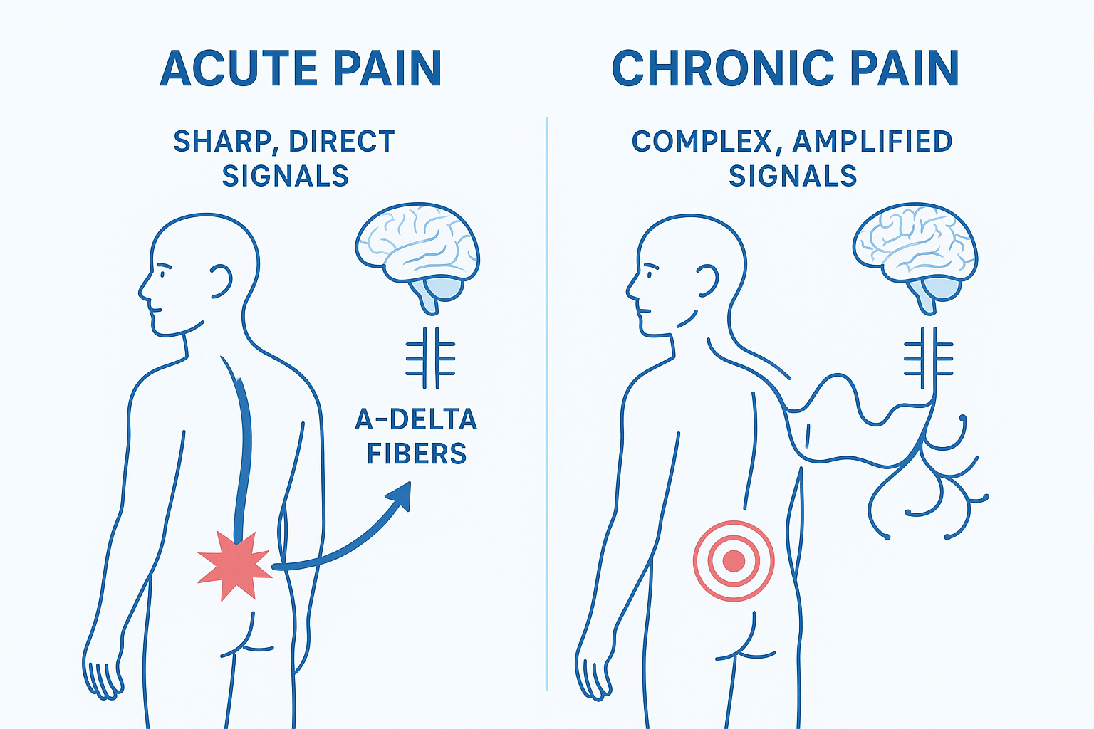 Vergelijking tussen acute en chronische pijnmechanismen