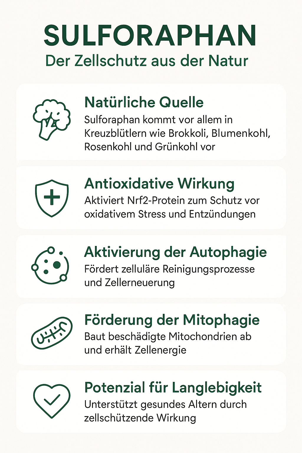 Sulforaphan Infografik - 5 wichtige Fakten